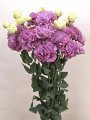 Eustoma Executive lavender